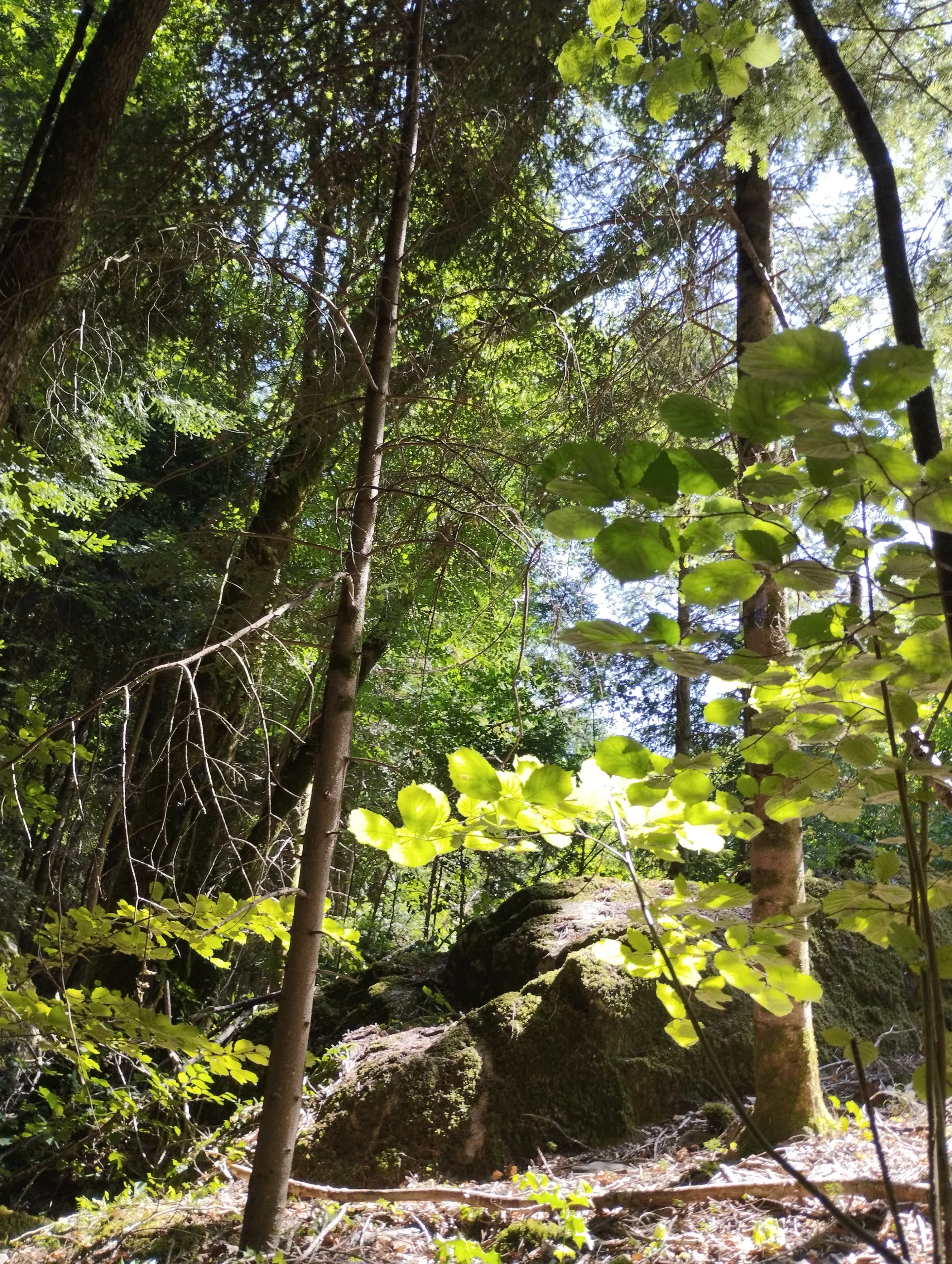 nature